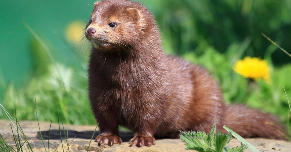 Pet owners warned as vicious wild mink attack hens, cats and small dog in Donegal - www.irishmirror.ie