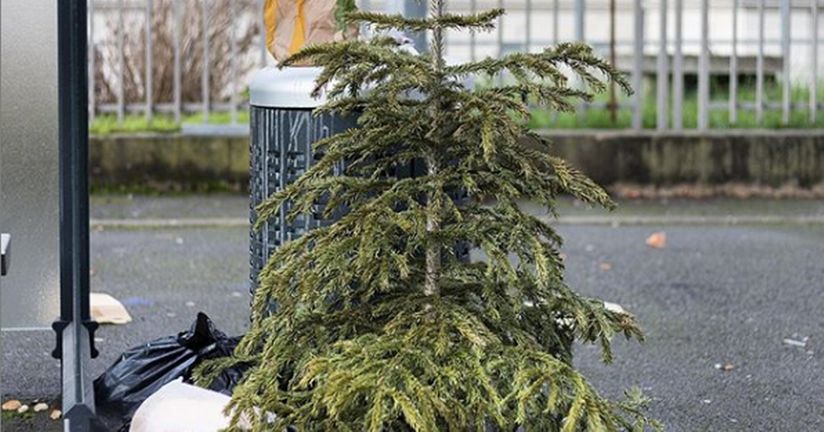 How to recycle your Christmas tree - www.ok.co.uk