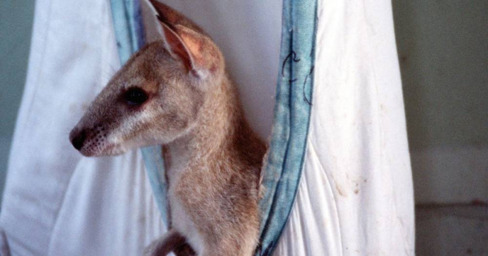 Scots donations wanted to make pouches for orphaned joeys after Australian bushfires - www.dailyrecord.co.uk - Australia - Scotland