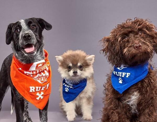 Meet All the Adorable Dogs Competing in the 2020 Puppy Bowl - www.eonline.com