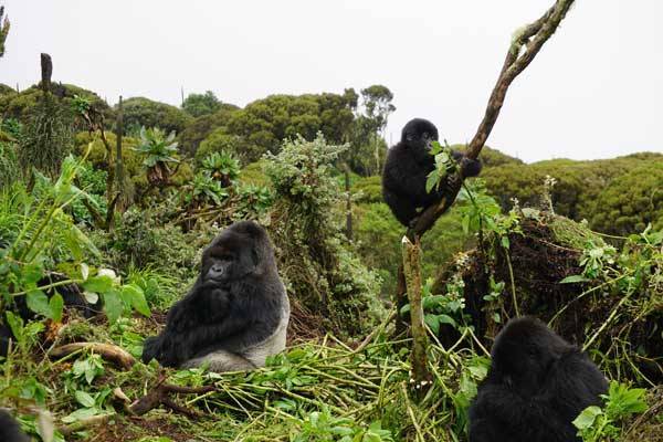 SA Immersive Film Company Help Ellen Raise R73M For Gorillas - www.peoplemagazine.co.za