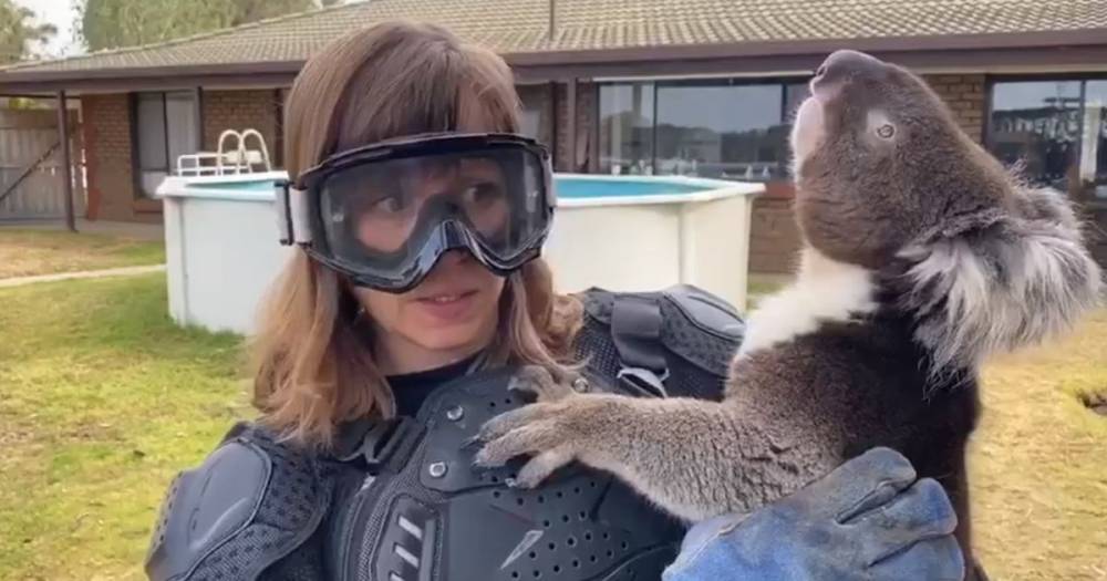 ITV reporter falls for 'terrifying' prank by wearing body armour and goggles to hold harmless koala - www.manchestereveningnews.co.uk - Australia
