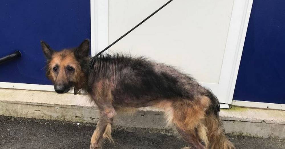 Dog so badly infested with fleas you could see them crawling in its fur - its owner has now been banned from keeping animals - www.manchestereveningnews.co.uk