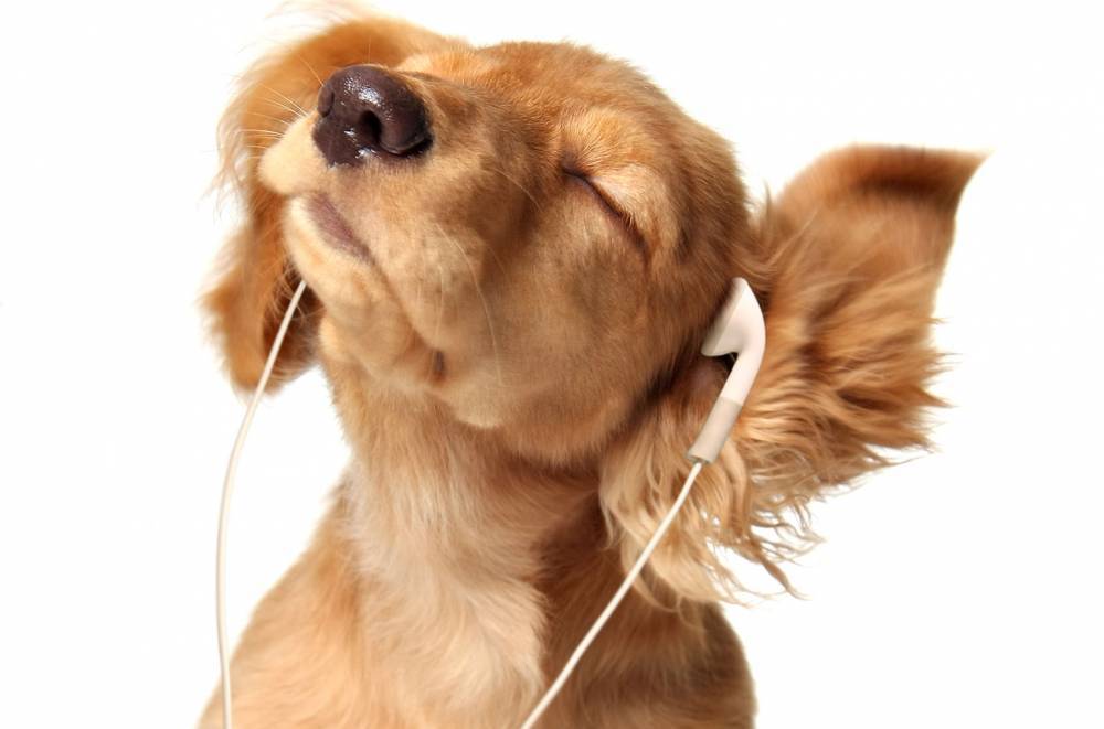 Spotify Wants to Create Harmony For Music and Animal Lovers With Pet Playlists - www.billboard.com