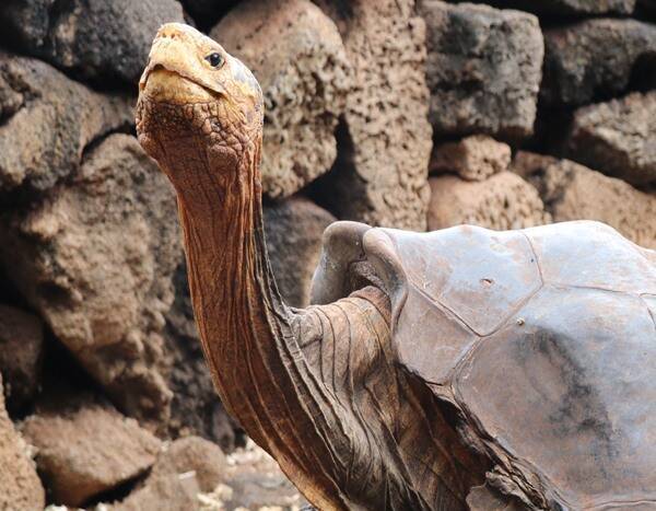 Giant Tortoise Diego Retires After Fathering 800 Offspring–And Saving the Species - www.eonline.com - county San Diego