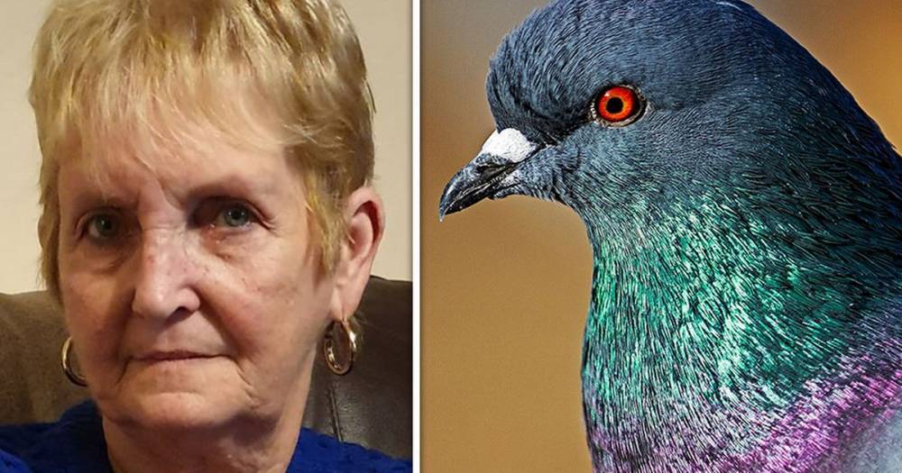 Gran slapped with £75 fine for feeding sausage roll crumbs to pigeons - www.manchestereveningnews.co.uk