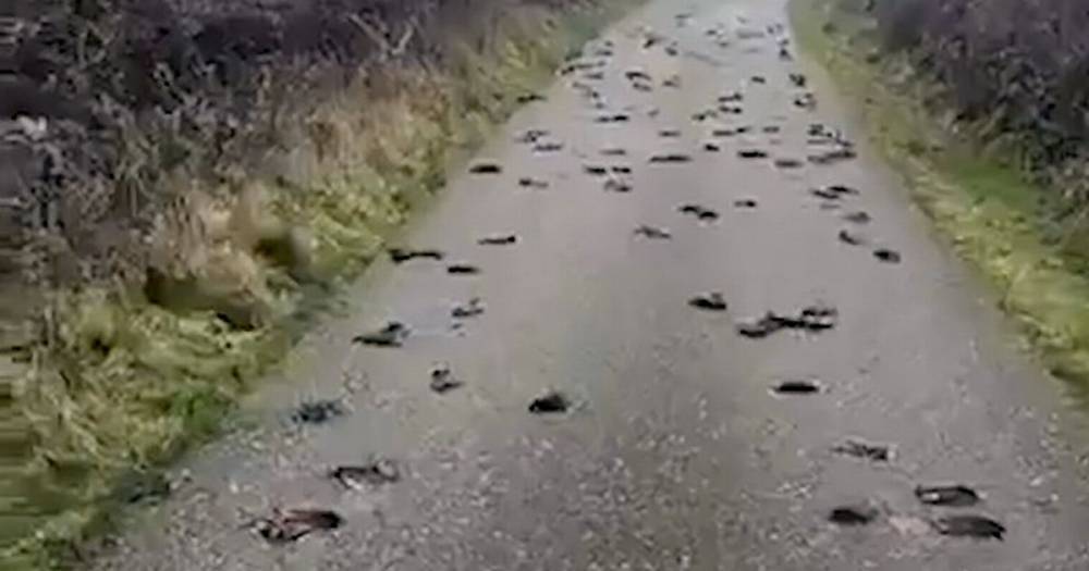 Mass starlings death mystery probe reveals why birds smashed into road - www.dailyrecord.co.uk
