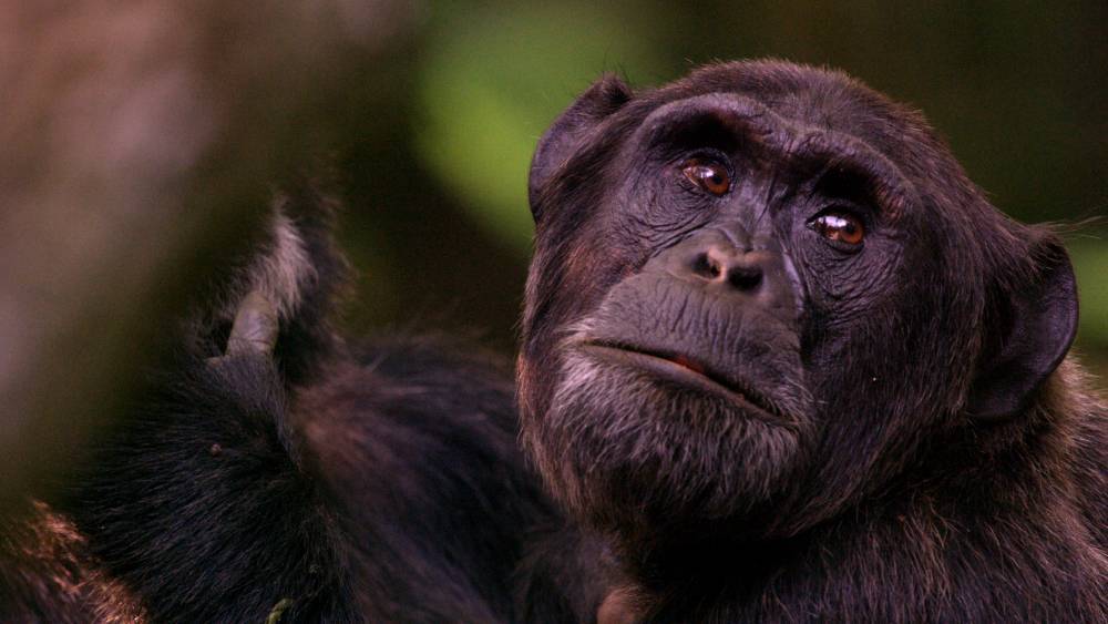 Sandra Oh-Narrated Chimpanzee Doc &amp; Return Of ‘Meerkat Manor’ To Air On BBC America – TCA - deadline.com - Canada