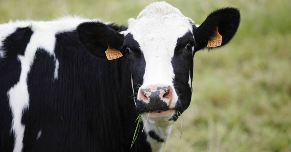 Study finds cows chat to each other using their own distinct sounds - www.dailyrecord.co.uk
