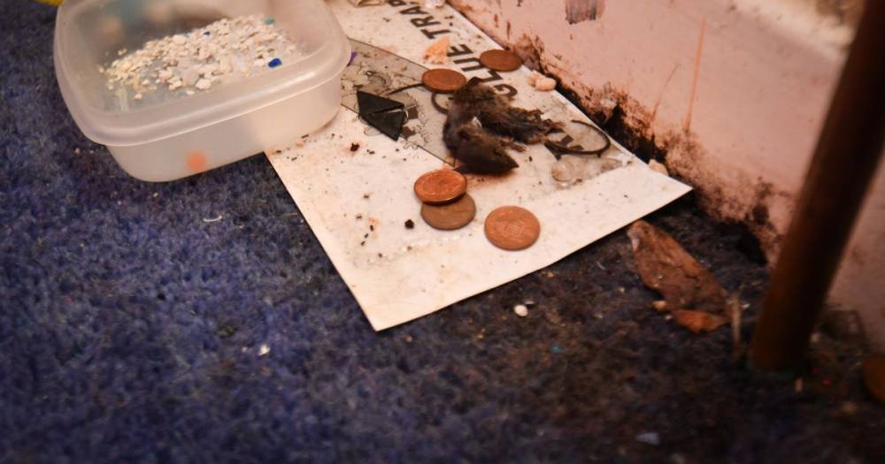 'My two-year-old daughter picked up a trap with a dead mouse in it'... mum considering drastic measures over pest-control nightmare - www.manchestereveningnews.co.uk
