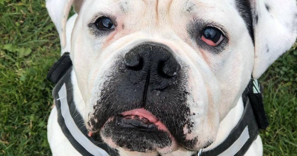 American Bulldog Smiler found in pool of blood after being beaten by vile owner - www.dailyrecord.co.uk - USA