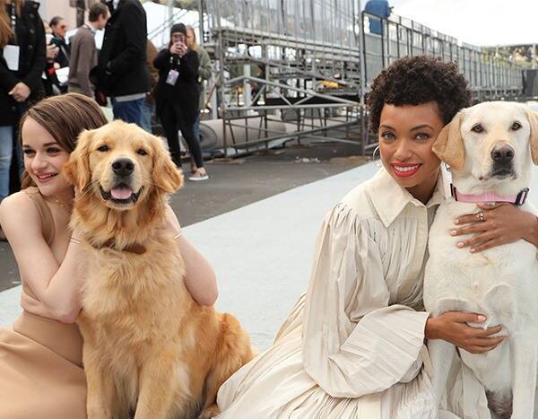 The 2020 SAG Awards Red Carpet Gets Rolled Out By the Most Adorable Dogs - www.eonline.com