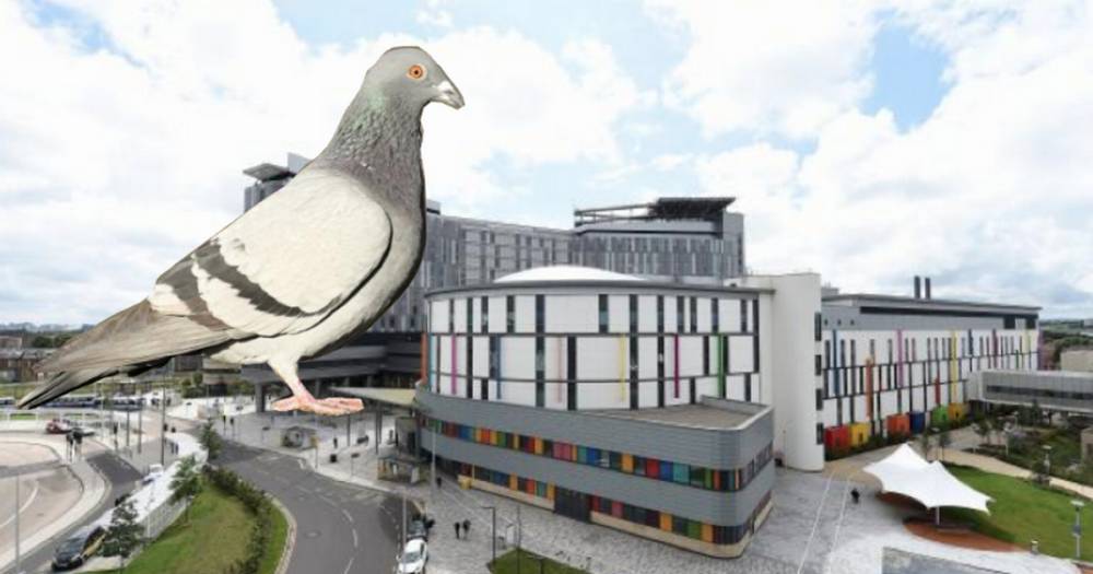 Pigeons at Glasgow's Queen Elizabeth University Hospital dismissed as nuisance just months before dropping-linked deaths - www.dailyrecord.co.uk