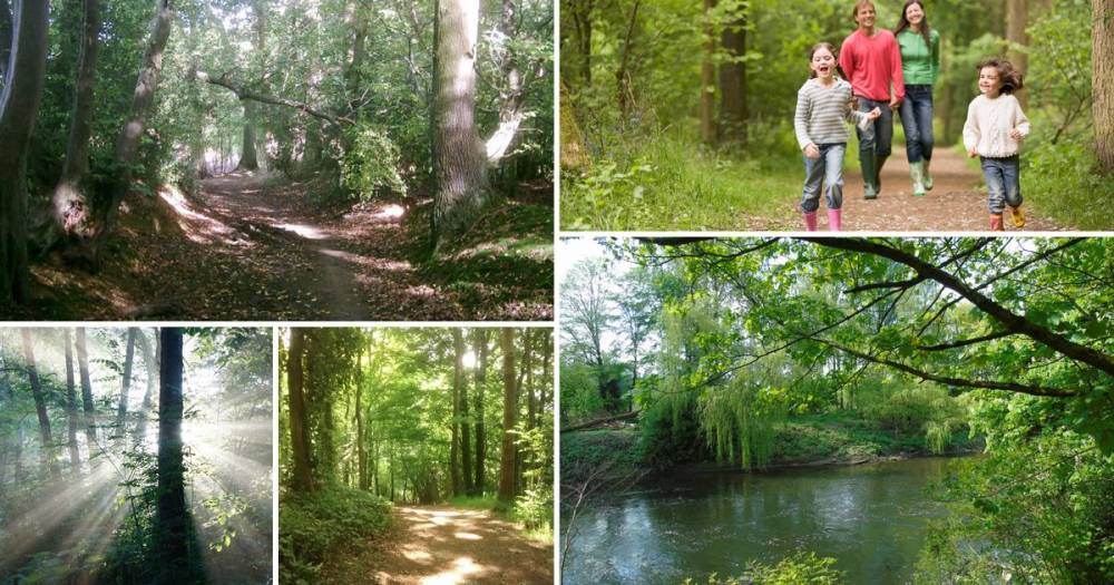Beautiful woodland walks across Greater Manchester... they're right on your doorstep - www.manchestereveningnews.co.uk - Manchester