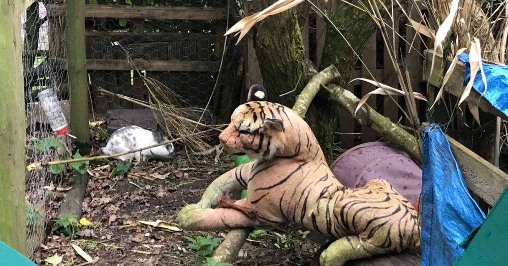 'Caged tiger' among strangest call-outs for animal welfare officers last year - www.dailyrecord.co.uk - city Exeter