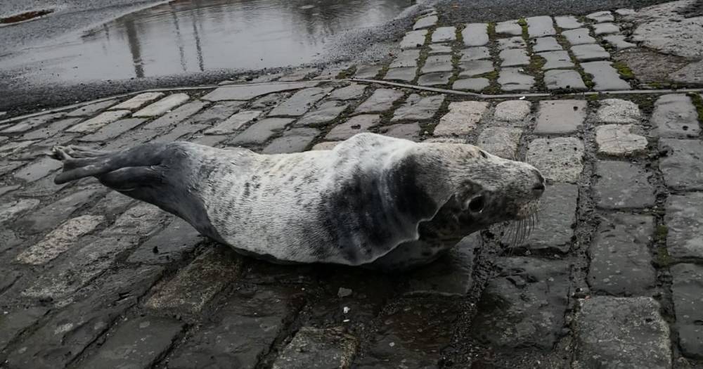Snake on a plane and seal in a car park among bizarre Scottish animal rescues - www.dailyrecord.co.uk - Australia - Scotland