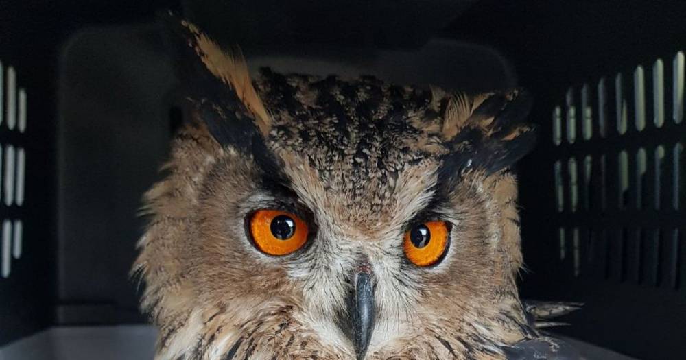 Airdrie resident rescues eagle-owl perched on their doorstep - www.dailyrecord.co.uk - Scotland
