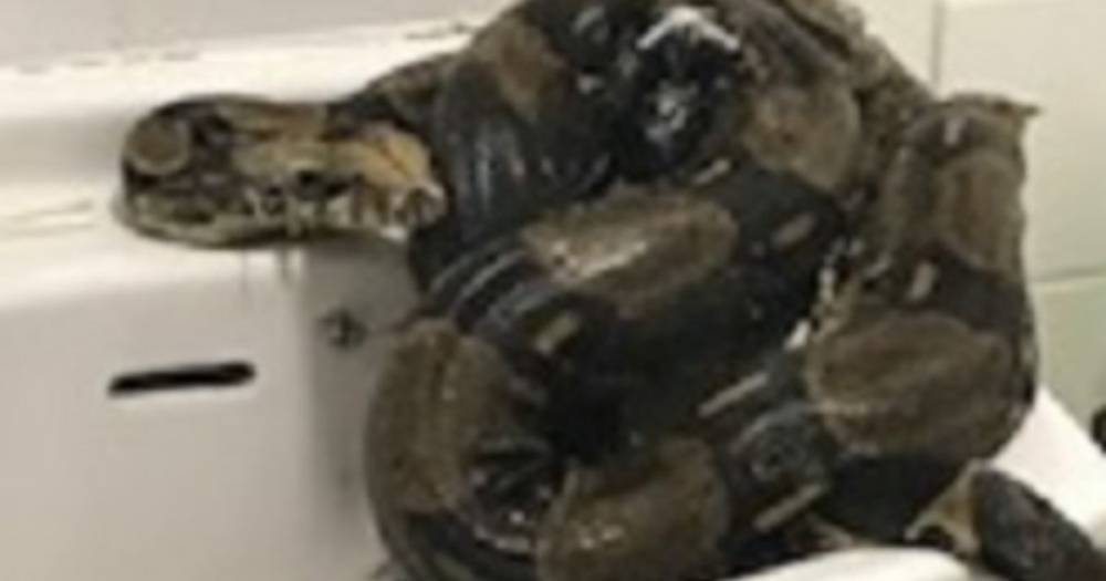 A woman found an eight-foot boa constrictor in her bathroom - and it 'could have been there for six months' - www.manchestereveningnews.co.uk