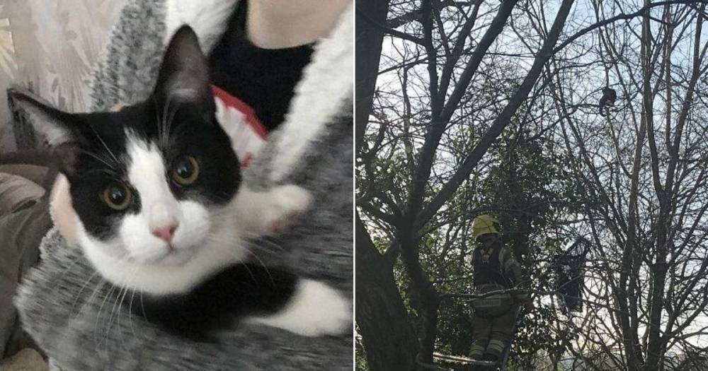 Incredible rescue of cats stuck up trees - one had climbed 50ft and been there for five days - www.manchestereveningnews.co.uk