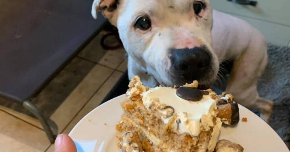 The dying Staffie working through his brilliant 'bucket list' - after being rescued a day before he was due to be put down - www.manchestereveningnews.co.uk