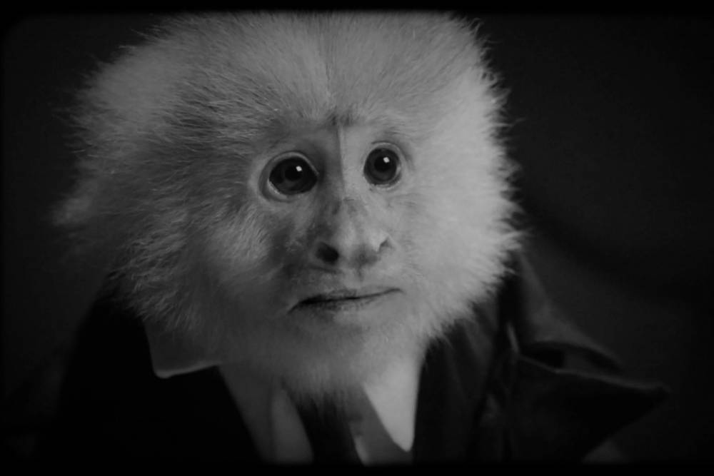 David Lynch interrogates a monkey in surprise Netflix film, ‘What Did Jack Do?’ - nypost.com
