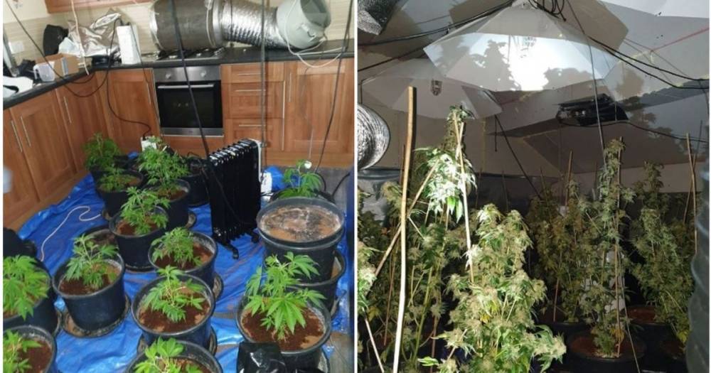 Dozens of cannabis plants found at house in Tameside - they were even growing in the kitchen - www.manchestereveningnews.co.uk
