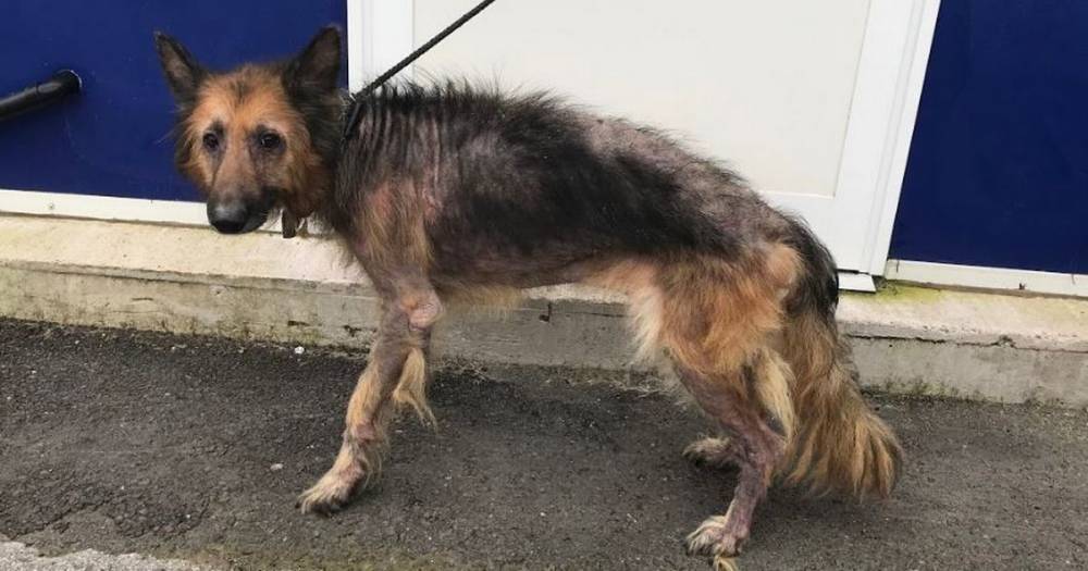 Man banned from keeping animals after his dogs were found emaciated now works as an ambulance emergency technician - www.manchestereveningnews.co.uk