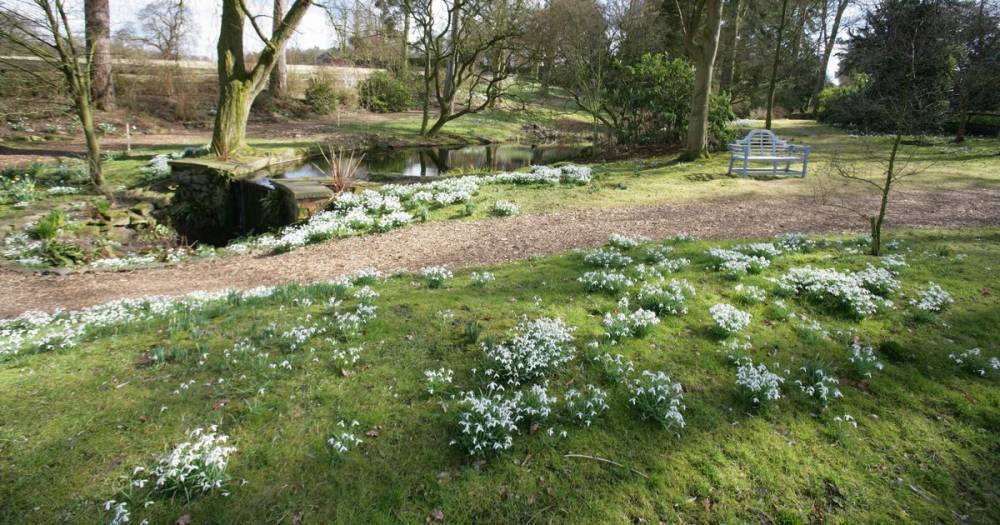 Enjoy one of the finest snowdrop walks in the UK at Rode Hall and Gardens - www.manchestereveningnews.co.uk - Britain - county Garden - county Cheshire