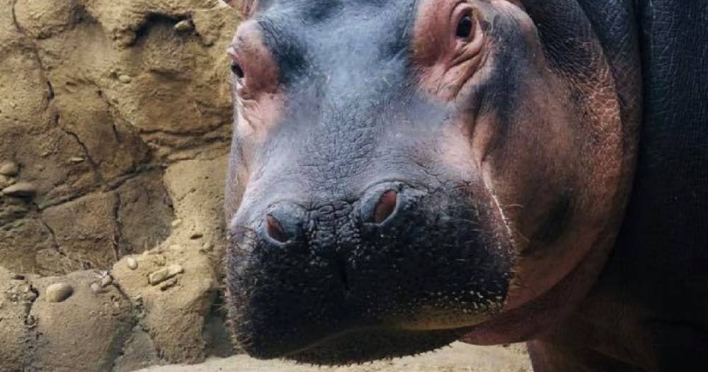 Fiona the Hippo Celebrates Her 3rd Birthday With a Special Cake and New Book: Video - www.usmagazine.com