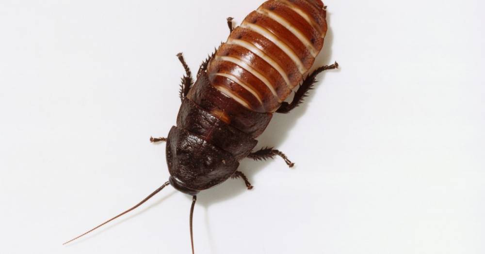 You can get back at your ex this Valentine's Day by naming a cockroach after them - www.manchestereveningnews.co.uk
