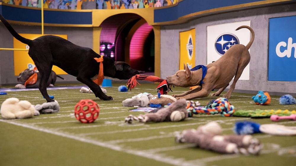 Puppy Bowl 2020: Where to watch and what to know - www.foxnews.com