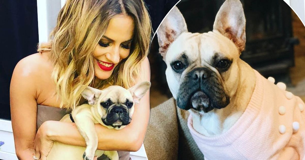 Andrew Brady - Caroline Flack's dog staying in £80 a day luxury hotel as she jets off to LA to 'clear her head' - ok.co.uk - Los Angeles - county Somerset