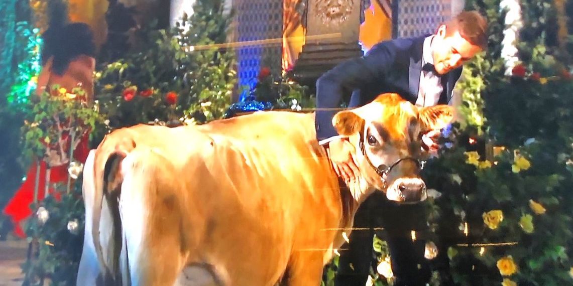 Everyone Keeps Making the Same Joke About the 'Bachelor' Contestant Who Thought a Cow Was a Pony - www.cosmopolitan.com - city Victoria