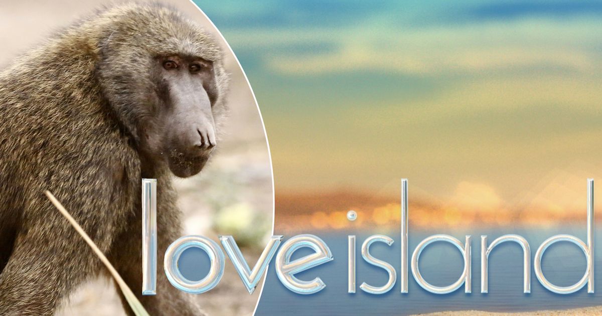 Love Island bosses 'fear' aggressive baboons drawn to shiny objects will raid South African villa - www.ok.co.uk - South Africa - city Cape Town