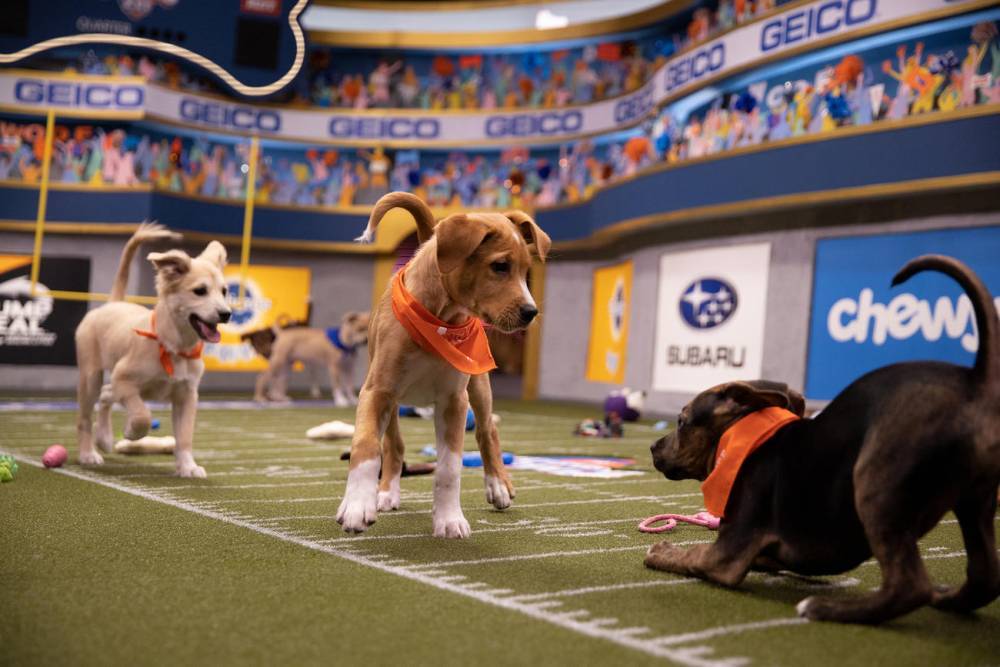 How to Watch the 2020 Puppy Bowl - www.tvguide.com
