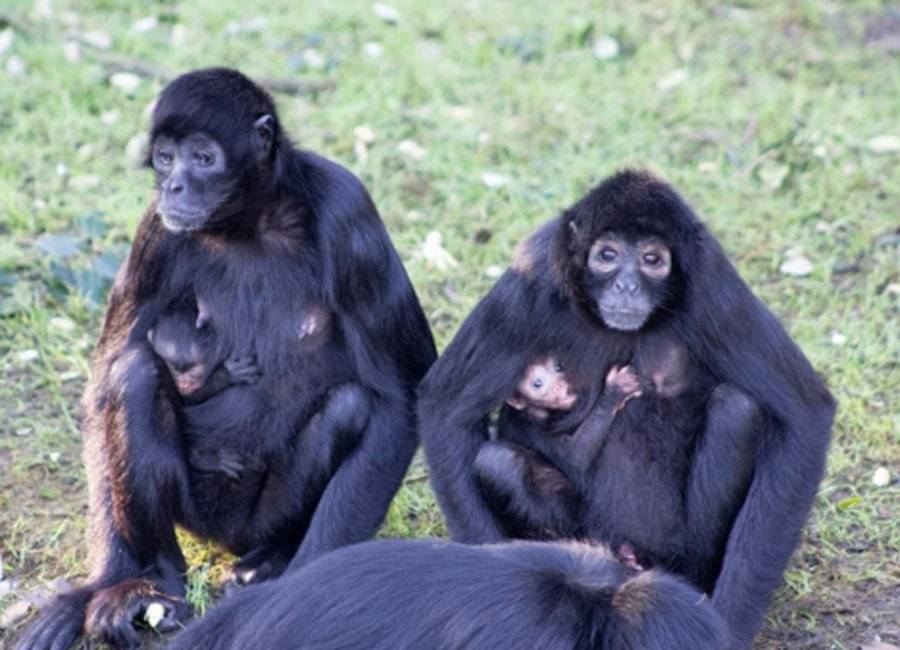 Fota Wildlife Park welcomes two baby monkeys as brand new show airs - evoke.ie - Ireland - Madagascar