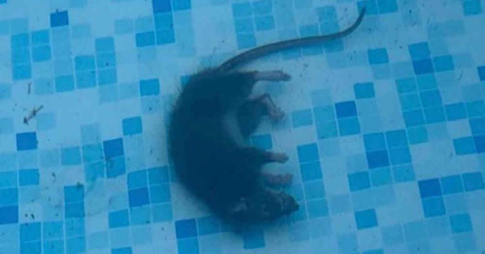 Drowned rat in hot tub is latest grim find in Scots towns battling rodent infestation - www.dailyrecord.co.uk - Scotland