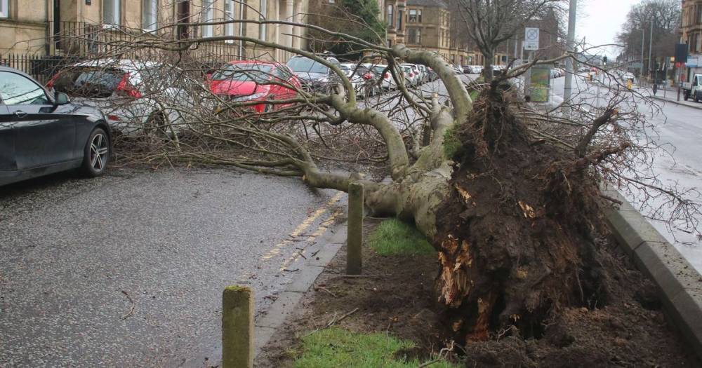High winds bring down tree in Paisley - www.dailyrecord.co.uk