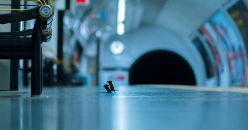 Picture of Tube mice scrapping wins prestigious photography prize - www.manchestereveningnews.co.uk