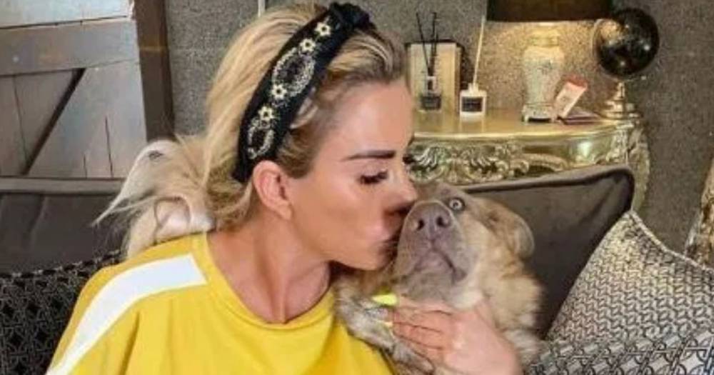 Katie Price's heartbreak as third pet has been hit and killed by a car: 'I don't know how they've escaped' - www.ok.co.uk