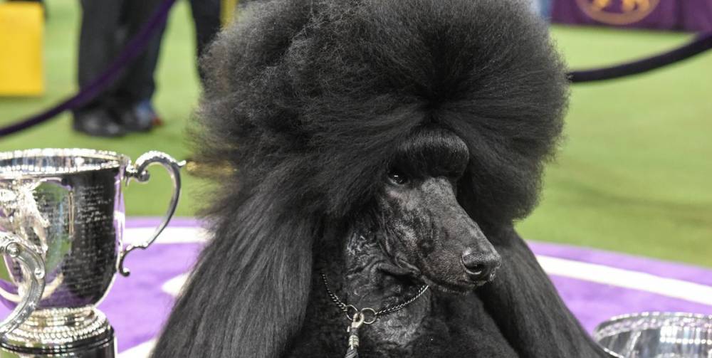 Siba, the Dowager Dog Who Won Westminster, Is My New Queen - www.elle.com