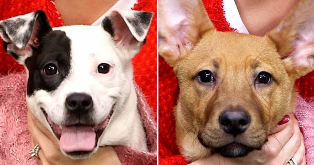 These Adoptable (and Adorable) Pups Are Looking for a Valentine — Watch - www.usmagazine.com - New York