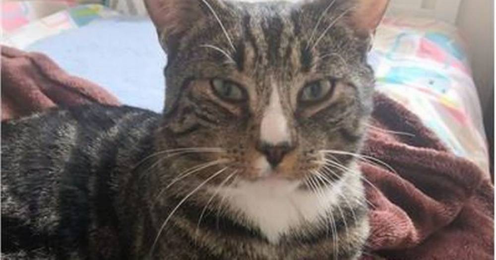 Help find this lovable little cat a new forever home - www.dailyrecord.co.uk