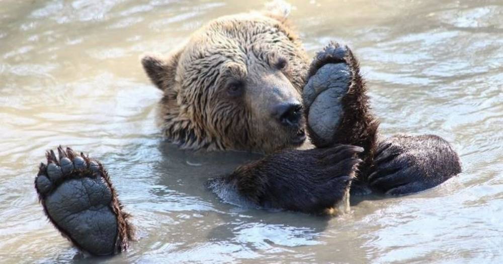 Henk the bear recently passed away and his keeper is raising money for his rescuers - www.dailyrecord.co.uk - county Brown - Albania