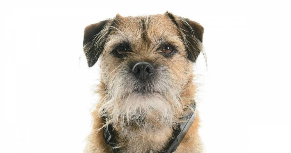 Electric pet collars still for sale in UK despite vow to ban 'barbaric' devices - www.dailyrecord.co.uk - Britain - Scotland