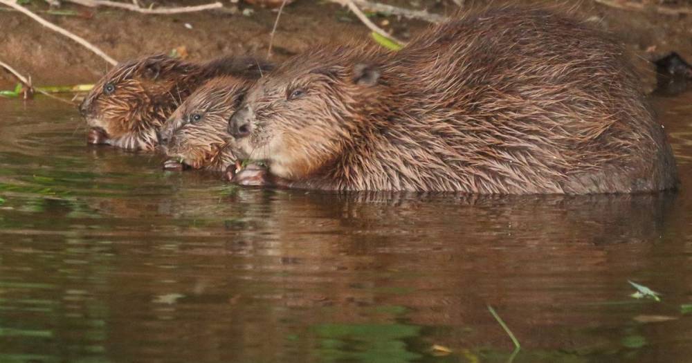 Could this be the answer to flooding? MP backs call to 'bring back beavers' after five-year study - www.manchestereveningnews.co.uk - Britain