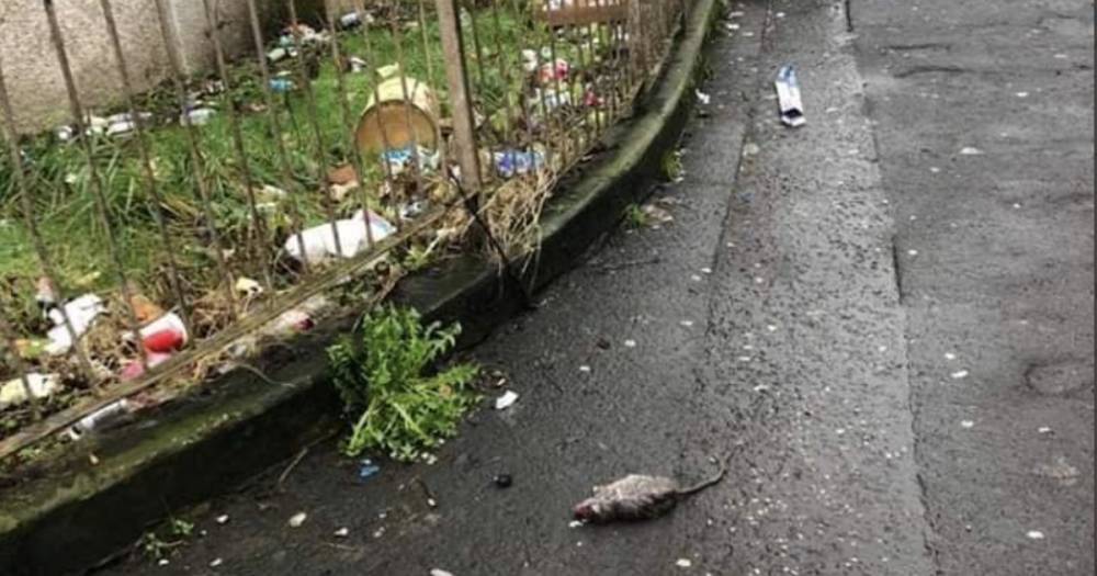 Dead rat on pavement and fish on a doorstep pictured on rubbish strewn Glasgow street - www.dailyrecord.co.uk