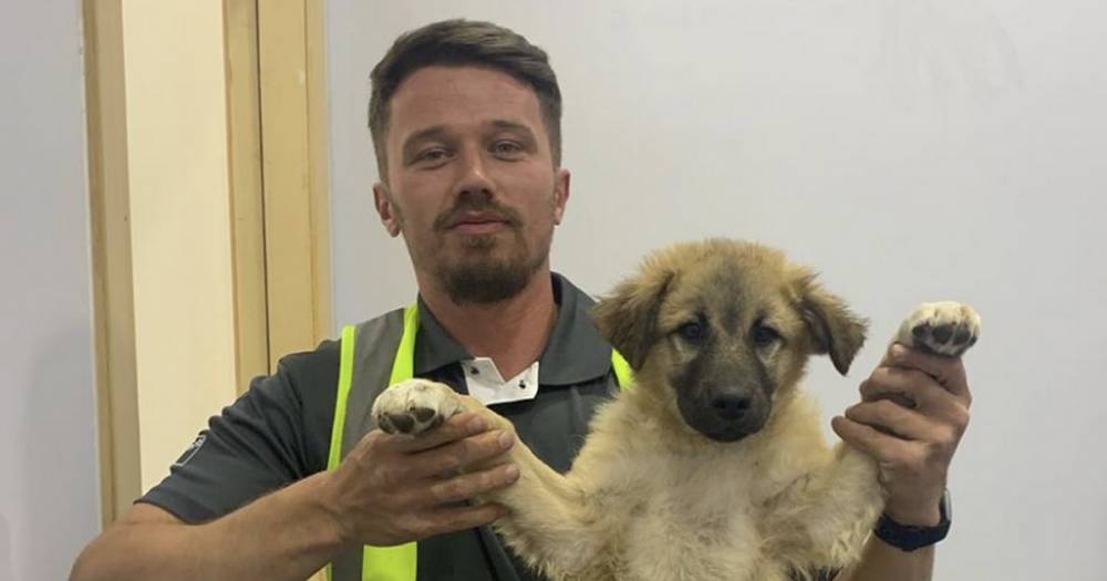 Scots lad's 'Save the Dugs' campaign finds homes for seven adorable puppies in Scotland - www.dailyrecord.co.uk - Scotland - Saudi Arabia - city Riyadh