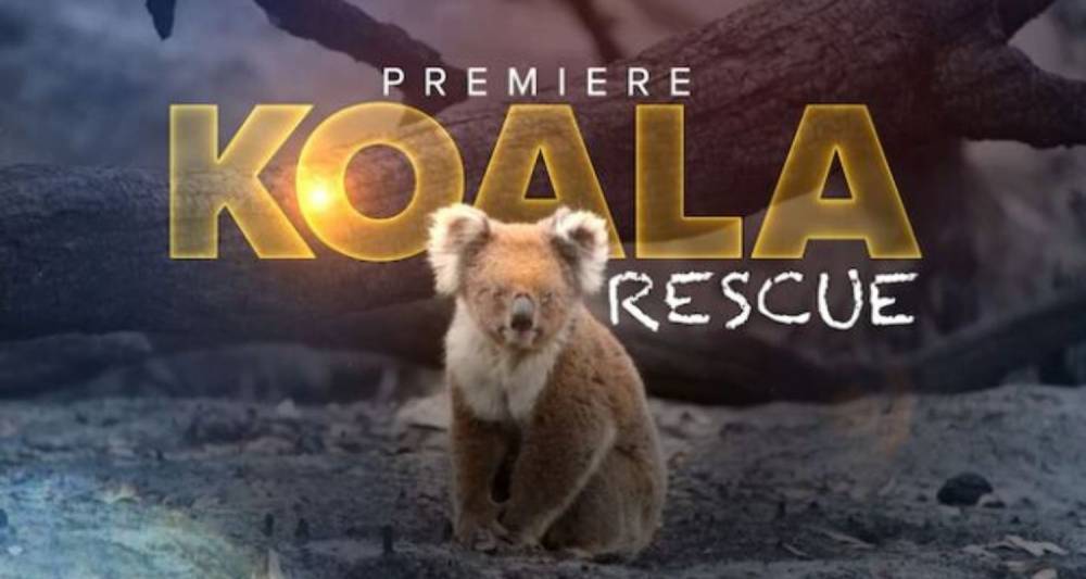 Koala Rescue premieres THIS Sunday on Seven - www.newidea.com.au - Australia
