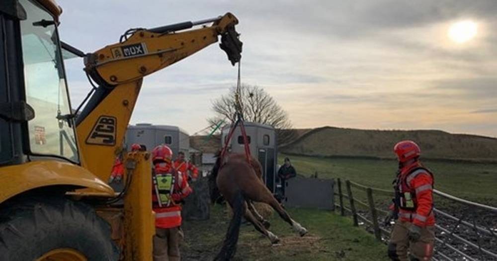 Firefighters help rescue stricken horse weighing nearly a tonne left unable to move after fall - www.manchestereveningnews.co.uk - Manchester